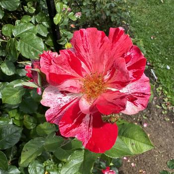 Rosa 'Fourth of July' (268081)