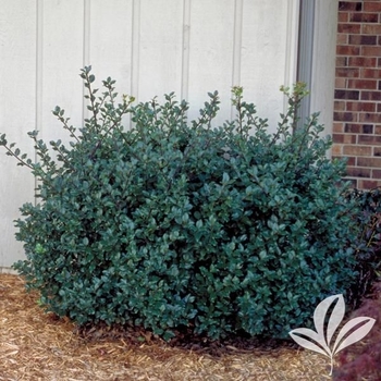 Ilex x meserveae 'Blue Prince' 