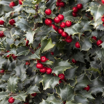 Ilex 'Rutzan' PP14750