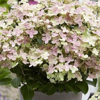 Hydrangea paniculata 'AJ14' 