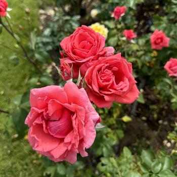 Rosa 'Crimson Bouquet' 
