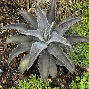 Mangave Mad about Mangave® 'Silver Fox' (268159)