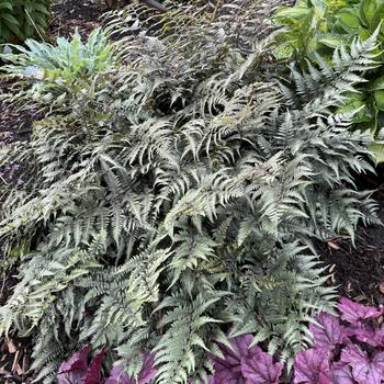 Athyrium niponicum 'Godzilla' (268160)