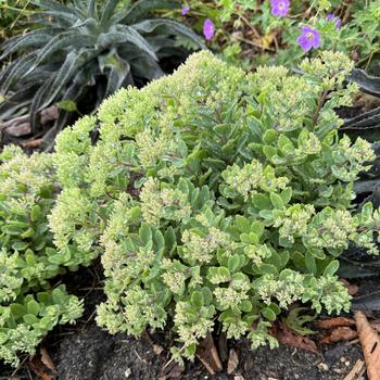 Sedum 'Powderpuff' PP32714