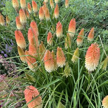 Kniphofia 'Hot and Cold' USPPAF, Can PBRAF