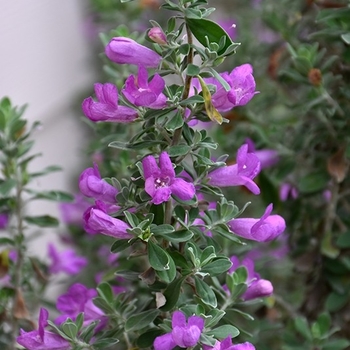 Leucophyllum frutescens 'Heavenly Cloud' 