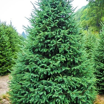 Picea glauca 'Densata' 