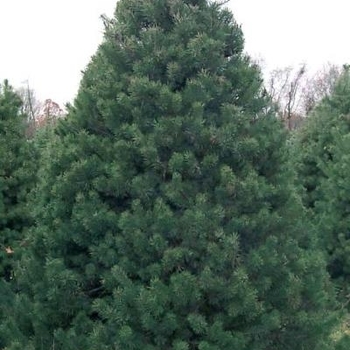 Pinus sylvestris 'Fastigiata' 