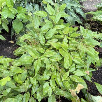 Epimedium 'Dream Catcher' (268204)