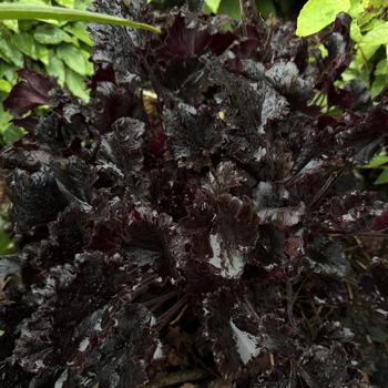 Heuchera 'Timeless Night' PPAF