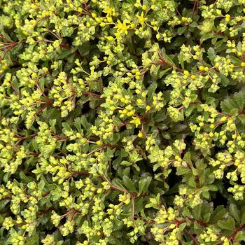 Sedum Rock 'N Grow® 'Yellow Brick Road' (268210)