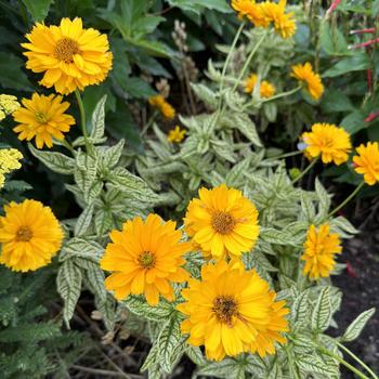 Heliopsis helianthoides 'Bit of Honey' (268211)