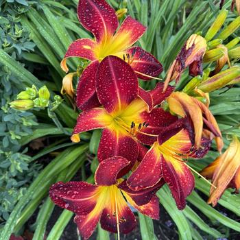 Hemerocallis Rainbow Rhythm® 'Nosferatu' (268214)