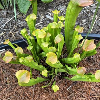 Sarracenia 'Bug Bat' (268216)