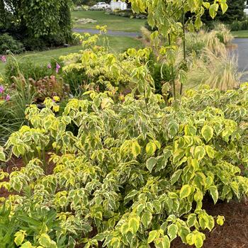 Cornus alternifolia 'Wstackman' PP11287