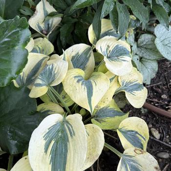 Hosta Shadowland® 'Autumn Frost' (268219)