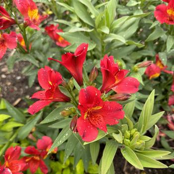 Alstroemeria 'Summer Heat' (268220)