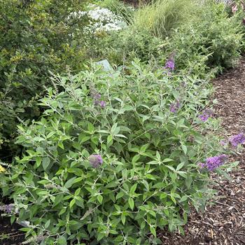 Buddleia davidii Humdinger® 'Lavender Cupcake' (268221)