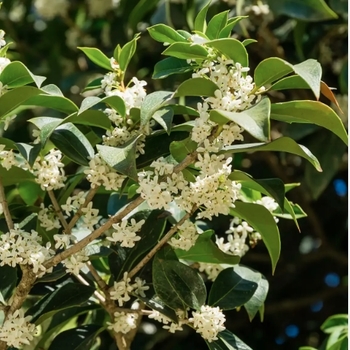 Osmanthus x fortunei