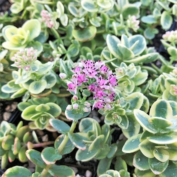 Sedum 'Lime Twister' PP26895