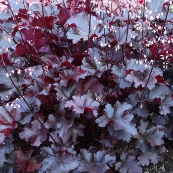 Heuchera 'Indian Summer Boysenberry' 