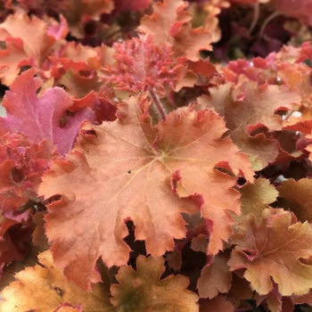 Heuchera 'Indian Summer Gooseberry Lime' PPAF