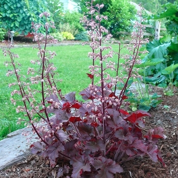 Heuchera 'Melting Fire' 