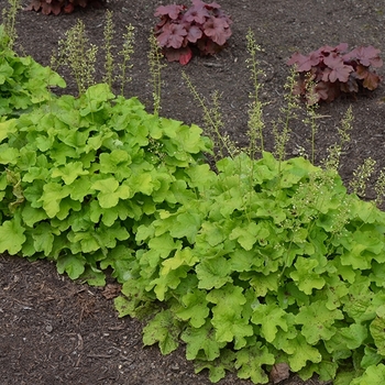 Heuchera villosa 'Citronelle' PP17934