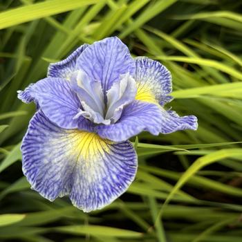 Iris sibirica 'Cape Cod Boys' 