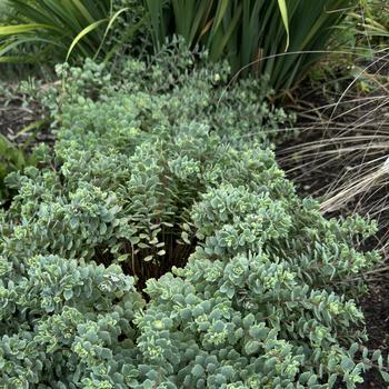 Sedum cauticola 'Steel The Show' (268307)