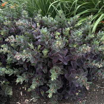 Sedum 'Night Light' (268311)