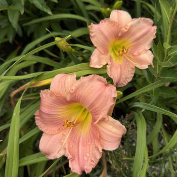 Hemerocallis 'Jolyene Nichole' 