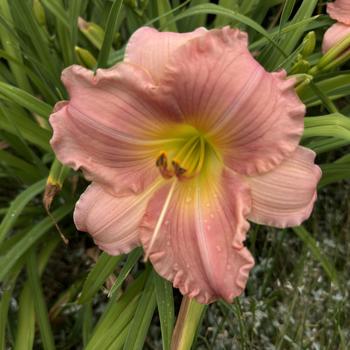 Hemerocallis 'Jolyene Nichole' (268316)