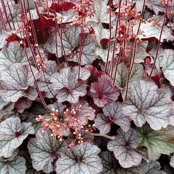 Heuchera 'Indian Summer Orangeberry' 