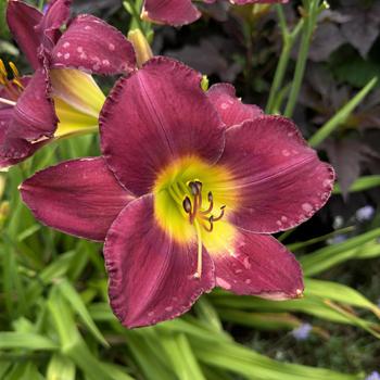 Hemerocallis 'Maestro Puccini' (268318)