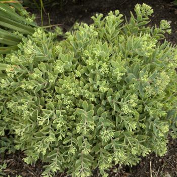 Sedum 'Pure Joy' PP24194, Can 5340