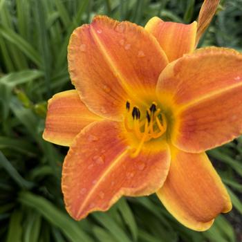 Hemerocallis 'Bright Sunset' (268328)