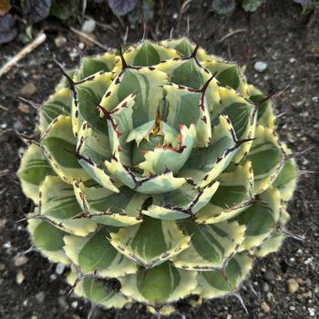 Agave 'Desert Diamond' (268333)