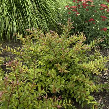 Lagerstroemia Barista® 'Cool Beans' (268337)