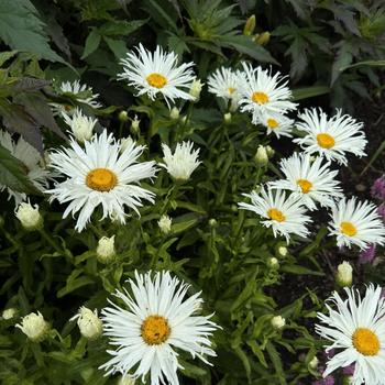 Leucanthemum x superbum Amazing Daisies® 'Spun Silk' (268341)