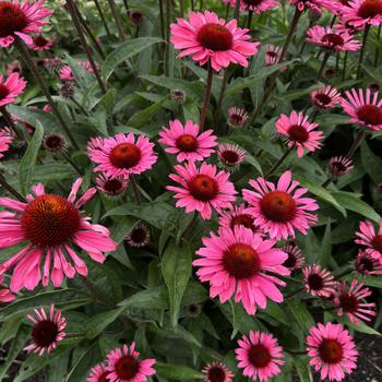 Echinacea Eye-Catcher™ 'Coral Craze' (268342)