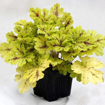 Heucherella 'Spicy Lime' PP30563