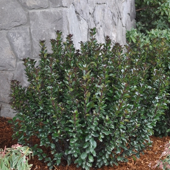 Ilex x meserveae 'Monnieves' PP21941