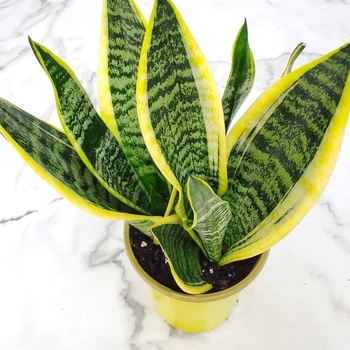 Sansevieria trifasciata 'Futura Superba' 