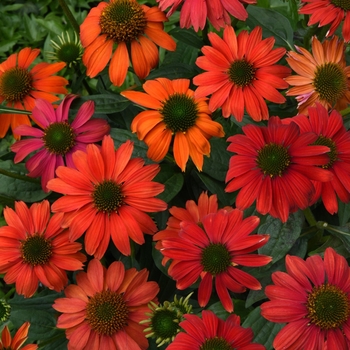 Echinacea 'Fire' 