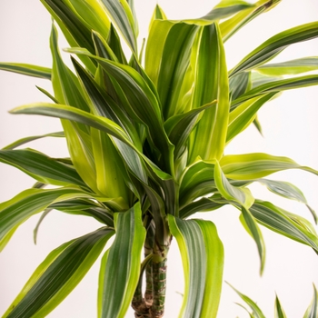 Dracaena deremensis 'Lemon Lime' 