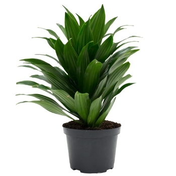 Dracaena deremensis 'Janet Craig' 