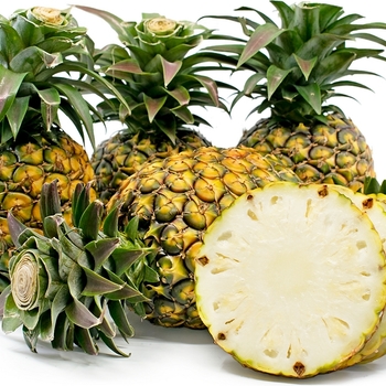 Ananas comosus 'Kona Sugarloaf' 