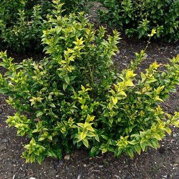 Sarcococca confusa