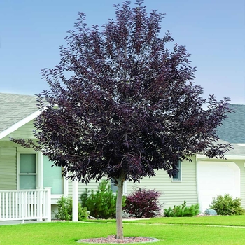 Prunus virginiana 'Canada Red' 